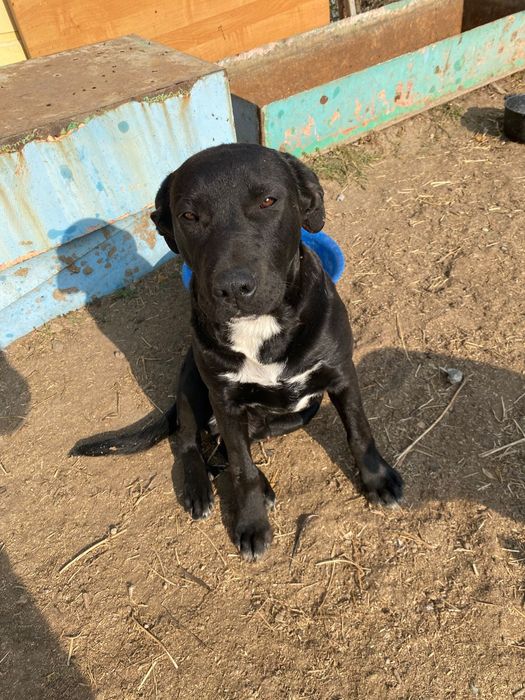 Продам щенков стаффорда