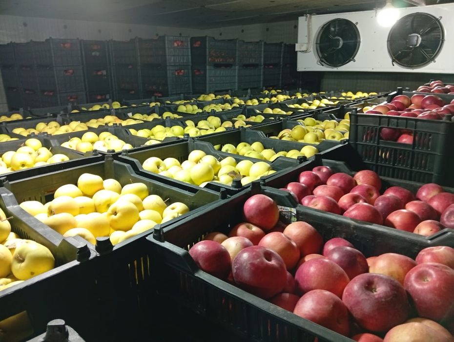 Яблоки высшего сорта!