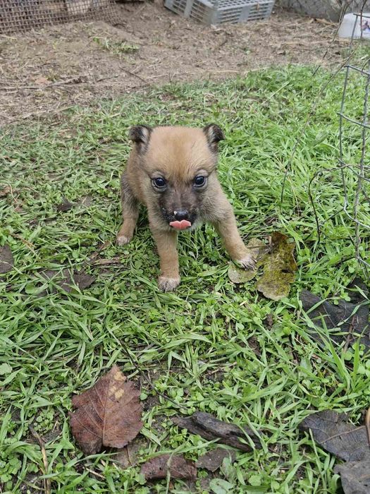 Подарявам! Малки кученца