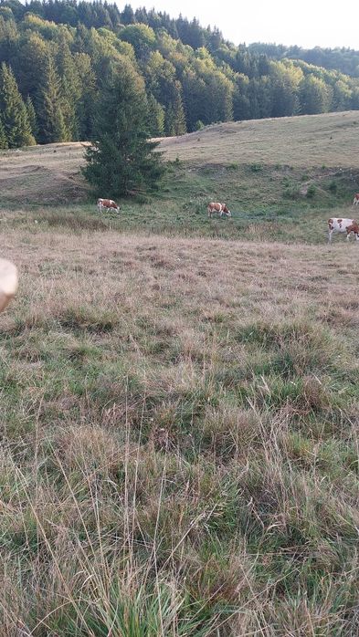 vaci de vânzare cu lapte