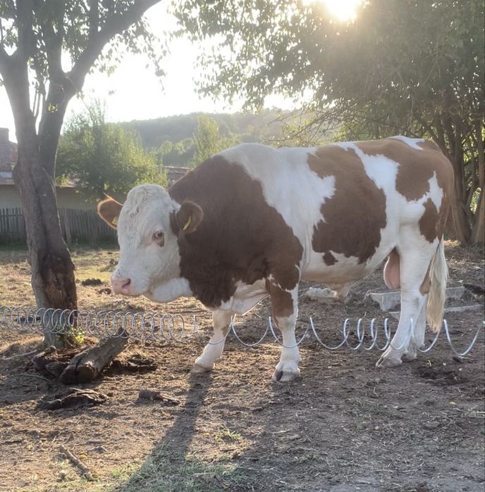 vand taur baltata romaneasca