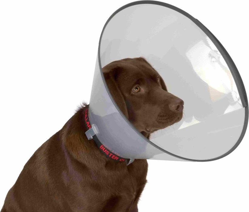 Защитный воротник послеоперационный для собак