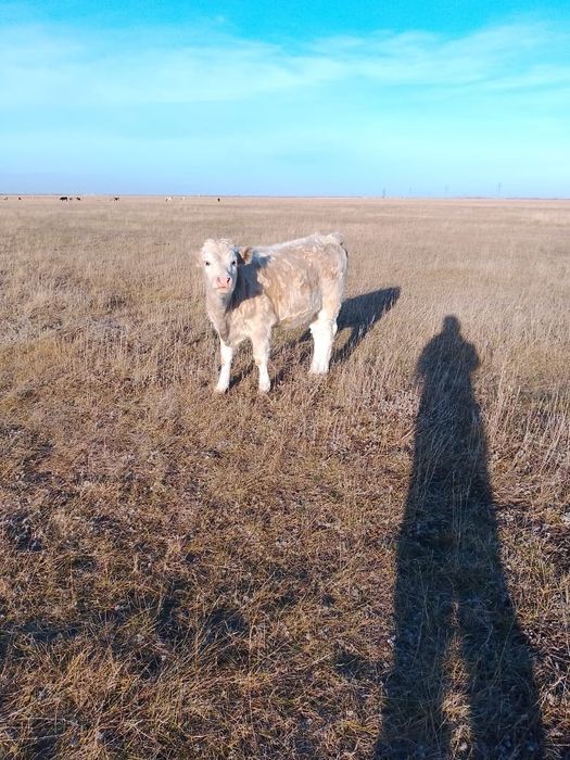 Продам подсосную телку.