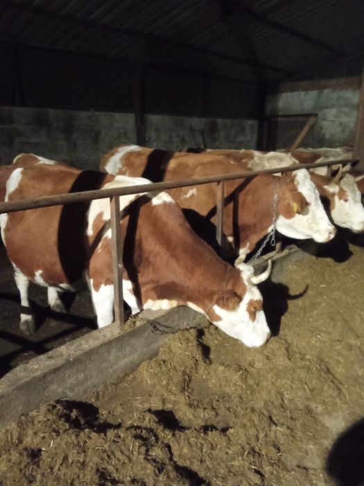 Vand 9  Vaci gestante