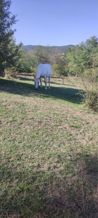 Vand iapa foarte cuminte