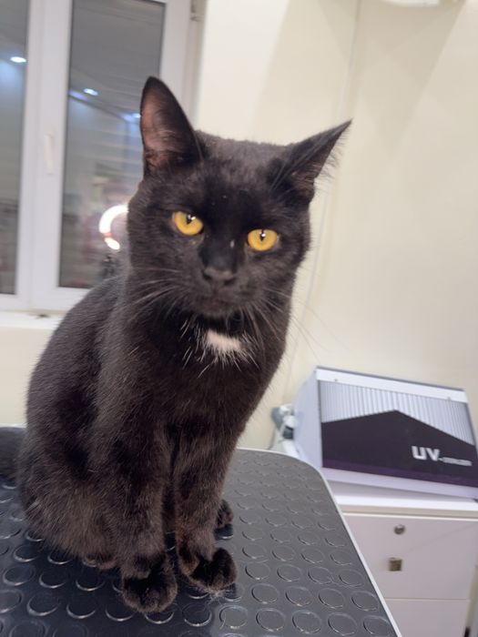 Отдам кота СМОКИ. Кастрирован