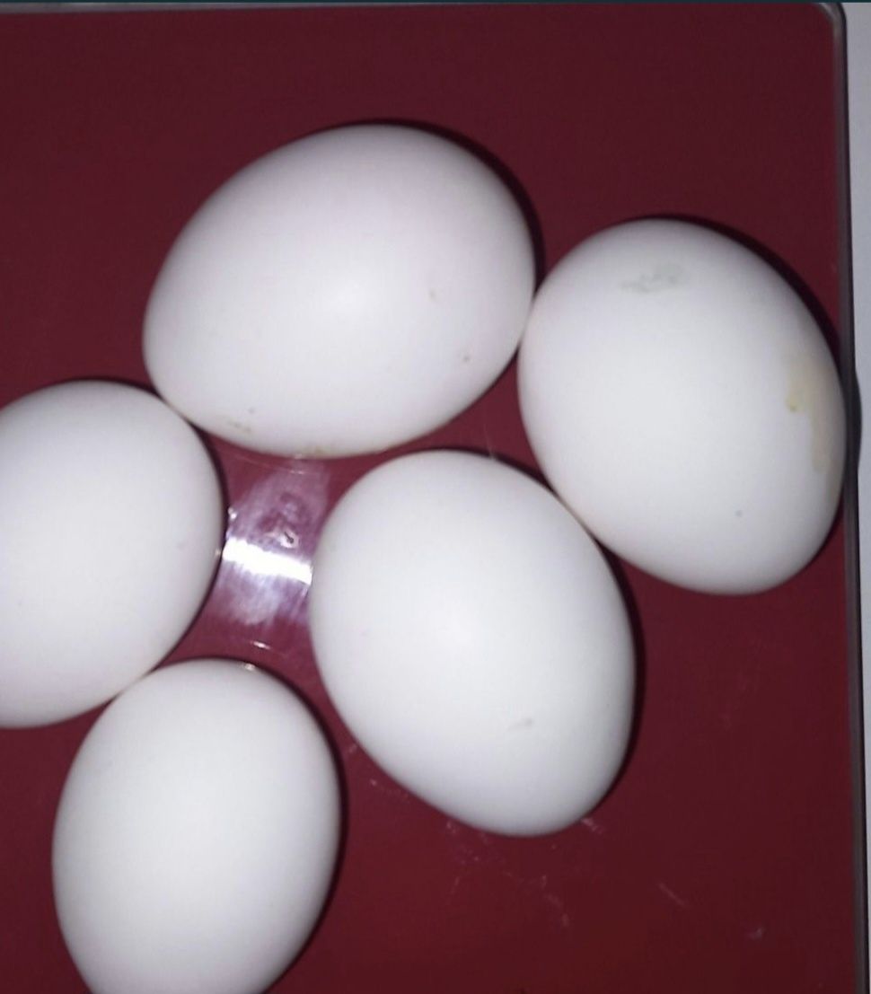 Oua gaini Leghorn