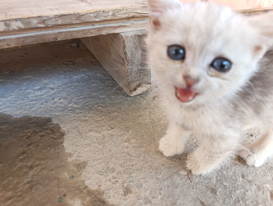 Slever shinshila mushuk.Серебристая шиншилла