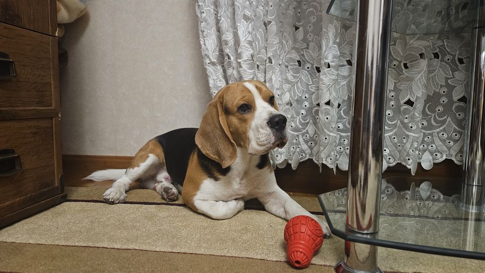 Вязка бигли.Ищем невесту.