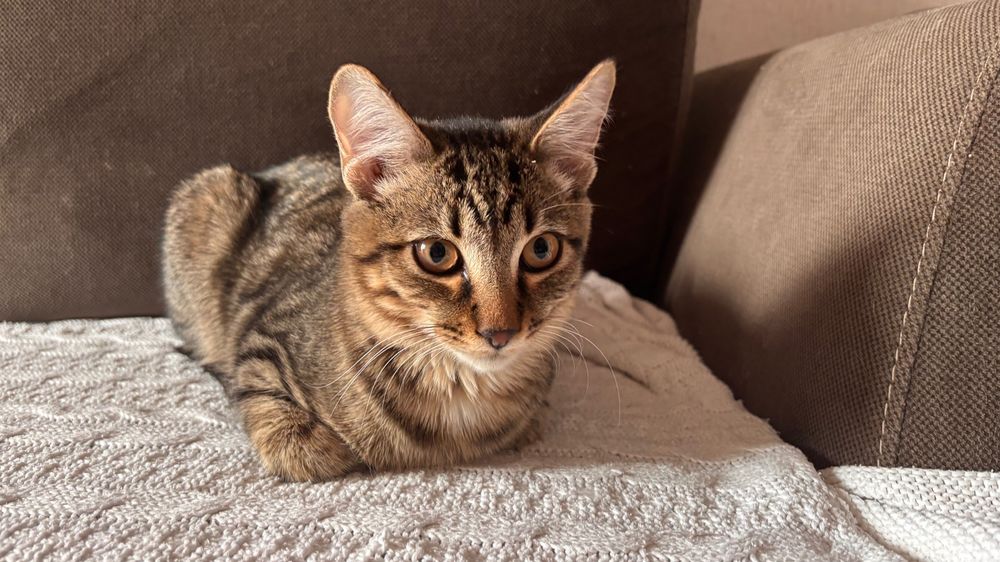 Маленький кот ищет дом