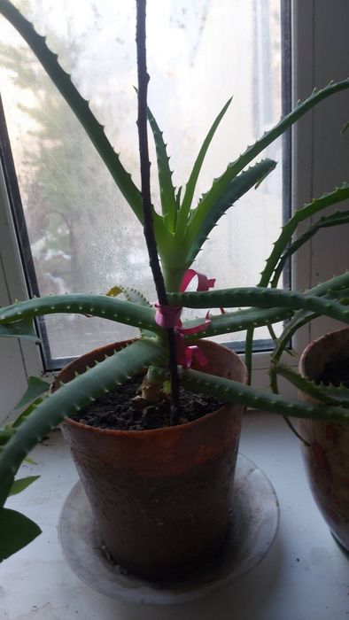 Продам комнатные растения алое