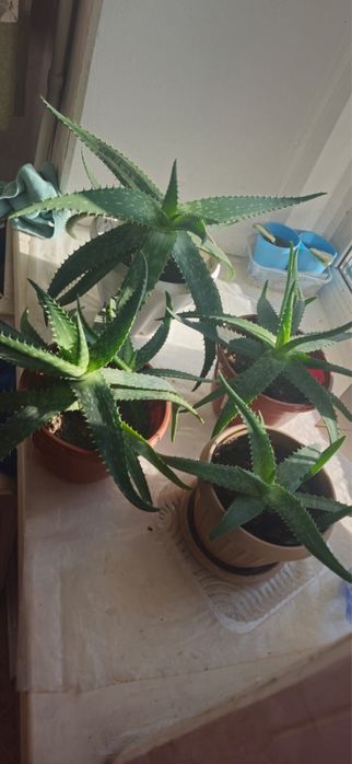 Продам Алоэ-вера