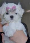 Bichon maltese mini toy