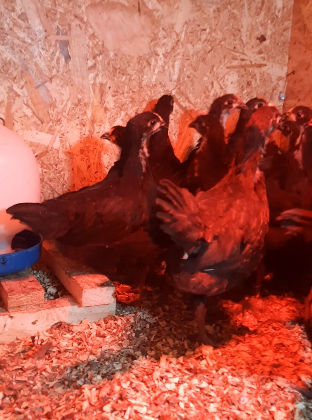 Pui Australorp Negru 5 săptămâni