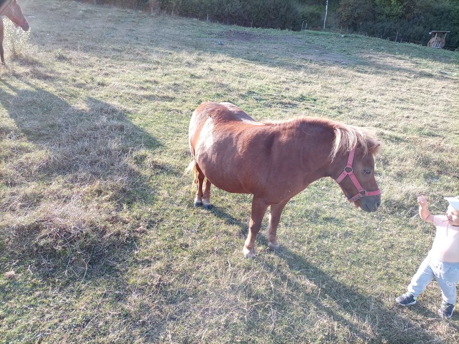 Vand poneita   foarte frumoasa