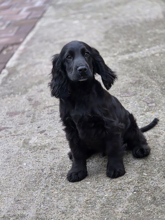 Catel Cocker Spaniel Negru