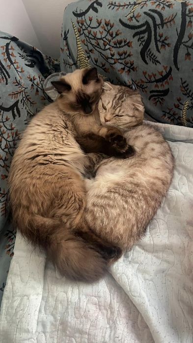 Одам 2х котов, очень в хорошие руки