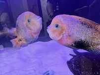 Американски цихлиди Cichlasoma Synspilum (Redhead cichlid)
