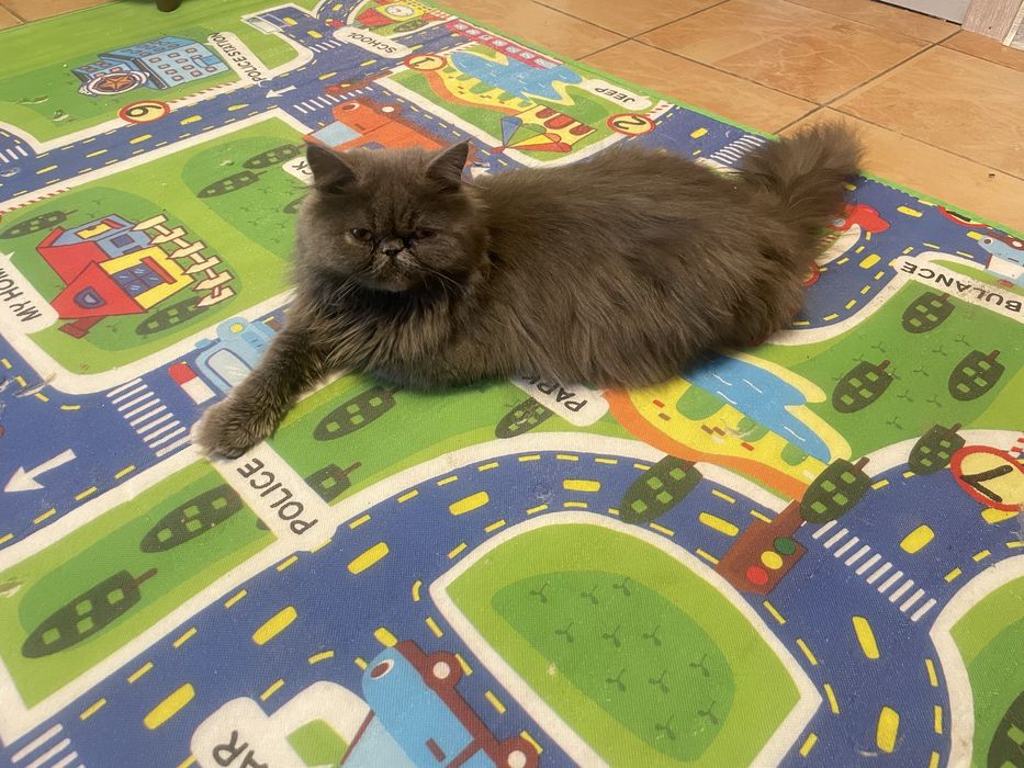 Persidiskiy mushuk ayol