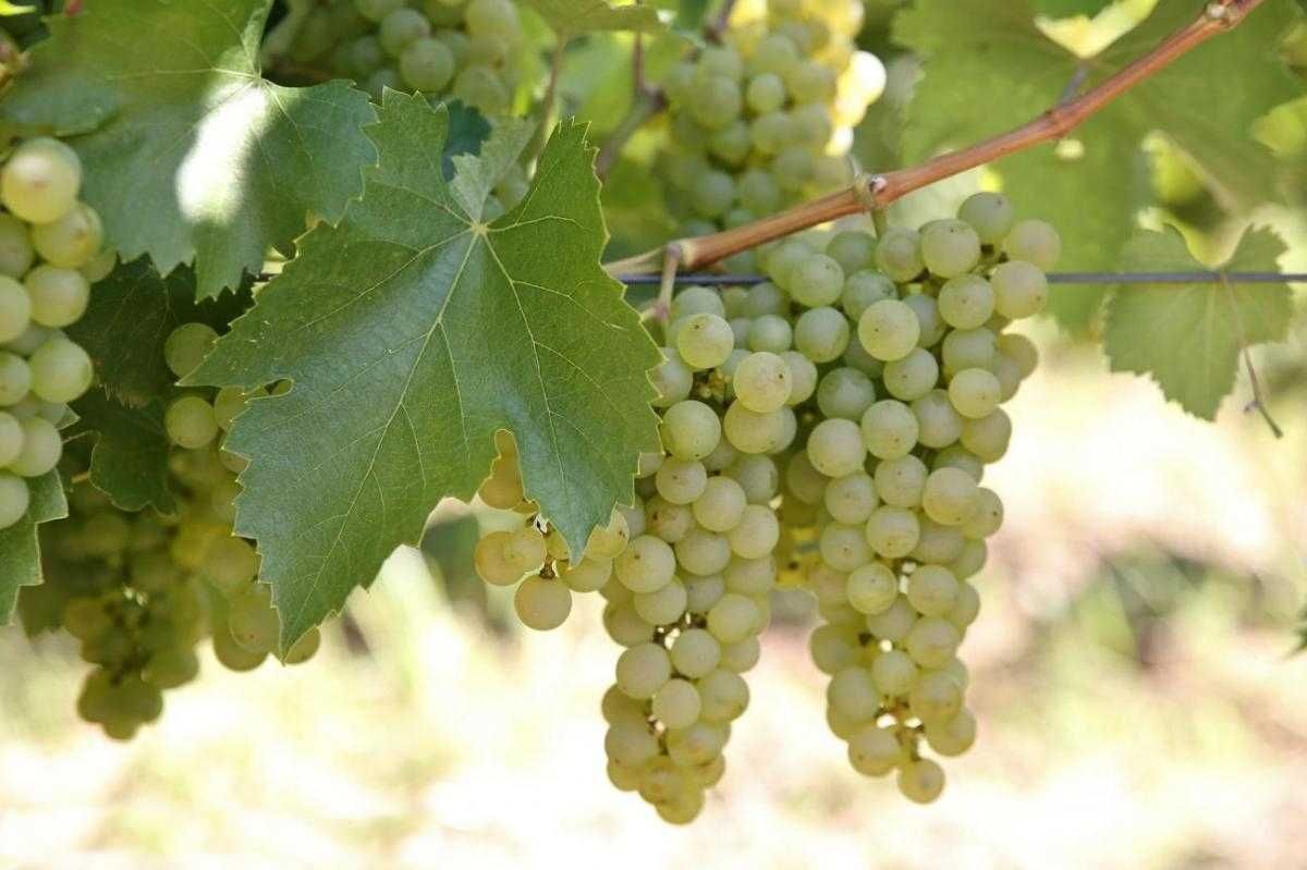 Producator vand struguri de vin albi-negri transport gratis la locatie