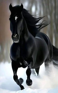 Продаю лошадей 11 голов