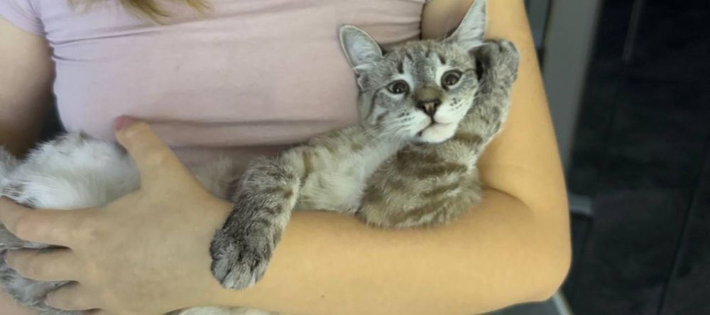 Котенок Тайский Тобби Поинт