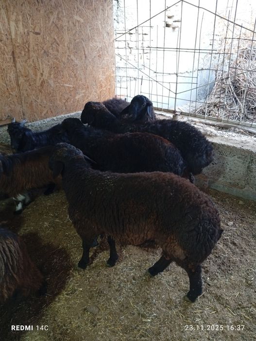 Кучкорлар сотилади тезда семиз сифатли йош хурон чиройли!