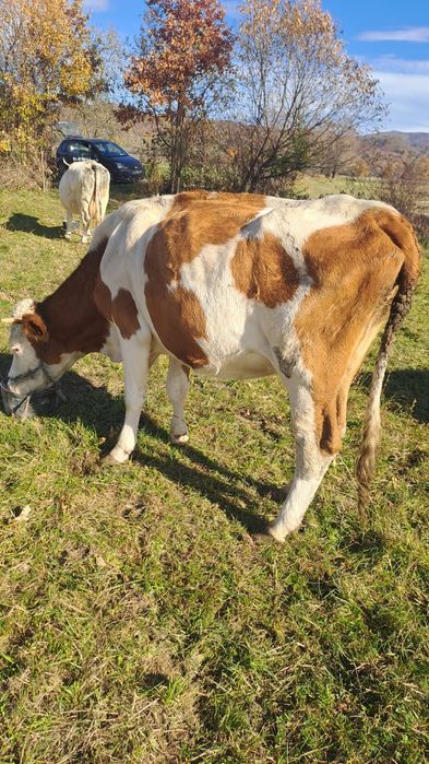 Vind doua juninci și o vaca balta