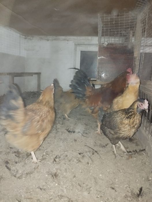 Продам курей кученские