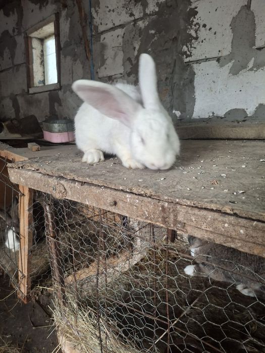 Vând epurii de rasaa