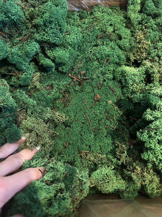 licheni stabilizați