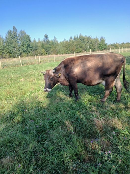 Vaca bruna , 8 ani f bună de lapte