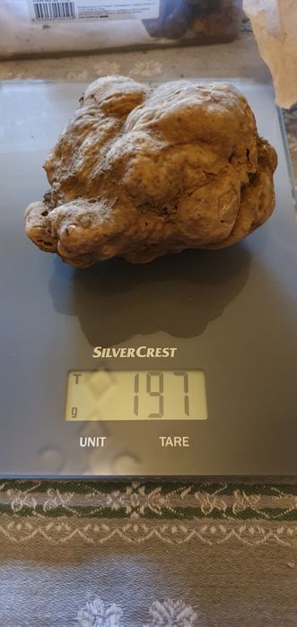 Продавам бял трюфел-Magnatum Pico за консумация