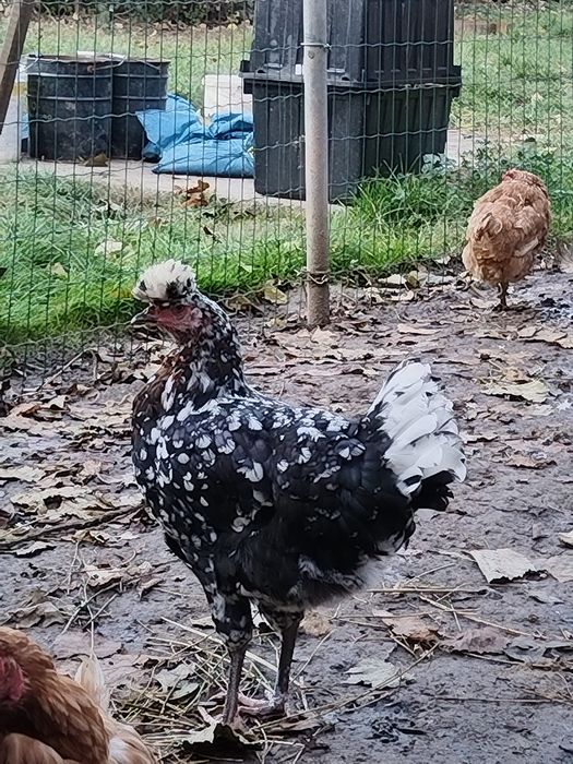 Sandjak 2 găini și 2 cocosi