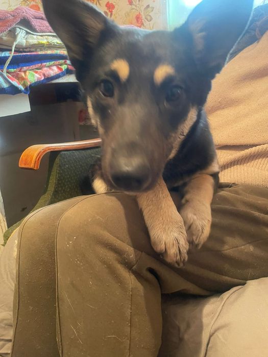 Отдам собачку, была найдена на улице, девочка чистая