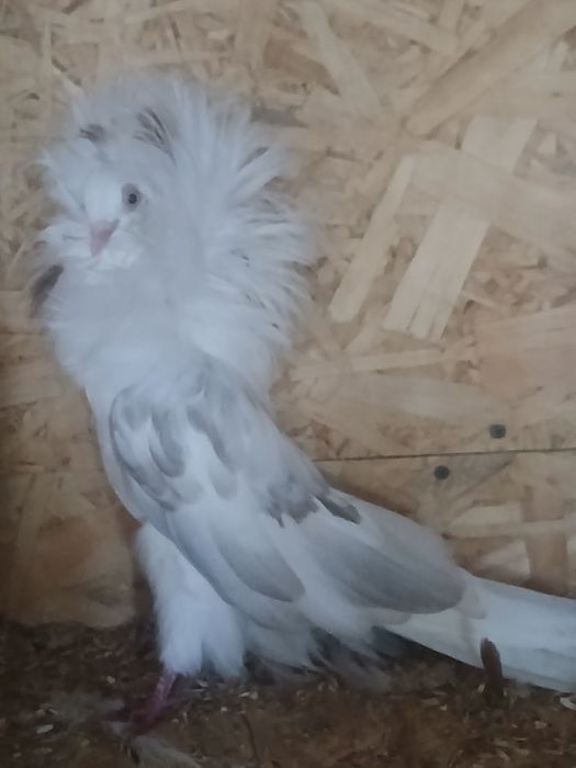 Porumbei maria stuart