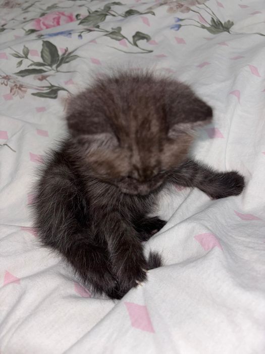 Продаётся котёнок