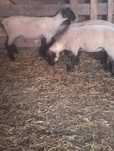 Berbecuti suffolk!!