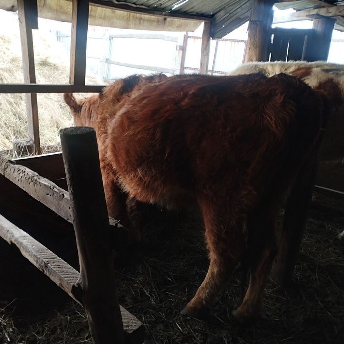 Телочка Тёлка продам полторашка стельная продам тёлка полторашка прода