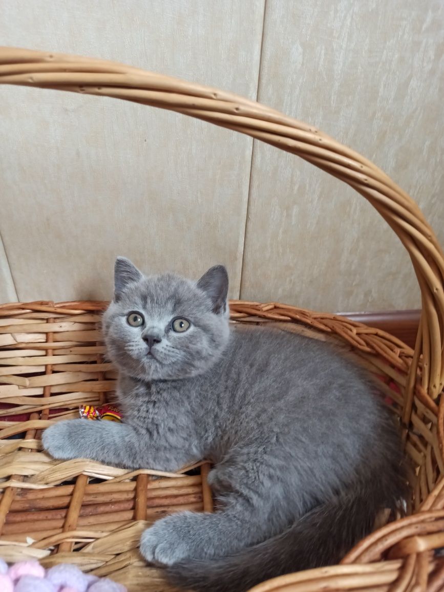 Продаются очаровательные британцы