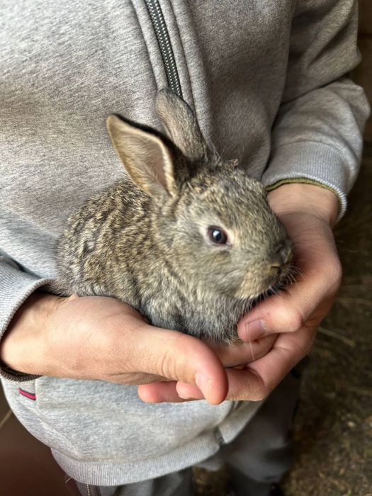 Arzon narxda Quyon va quyon bolalari