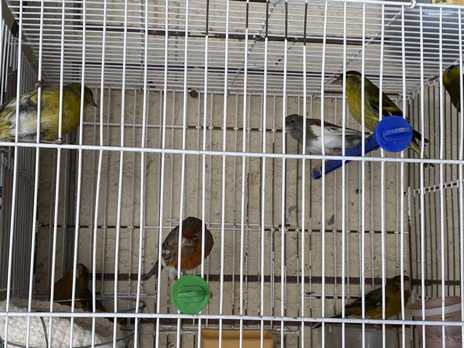 Канарейка чиж репел зеленушка