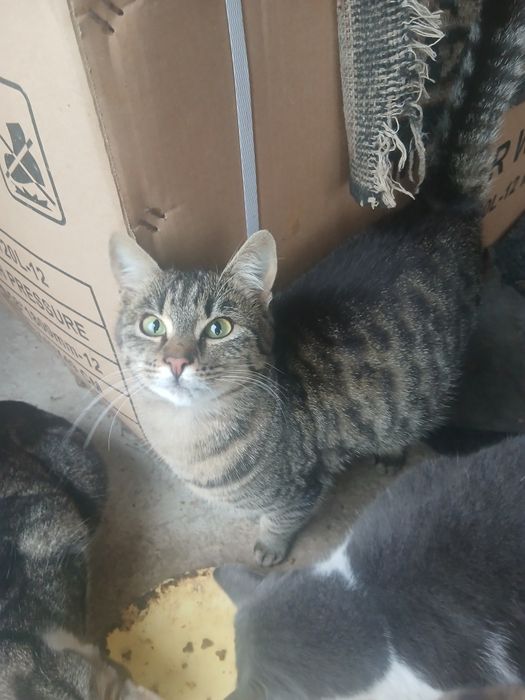 Pisicuțe gratis donez