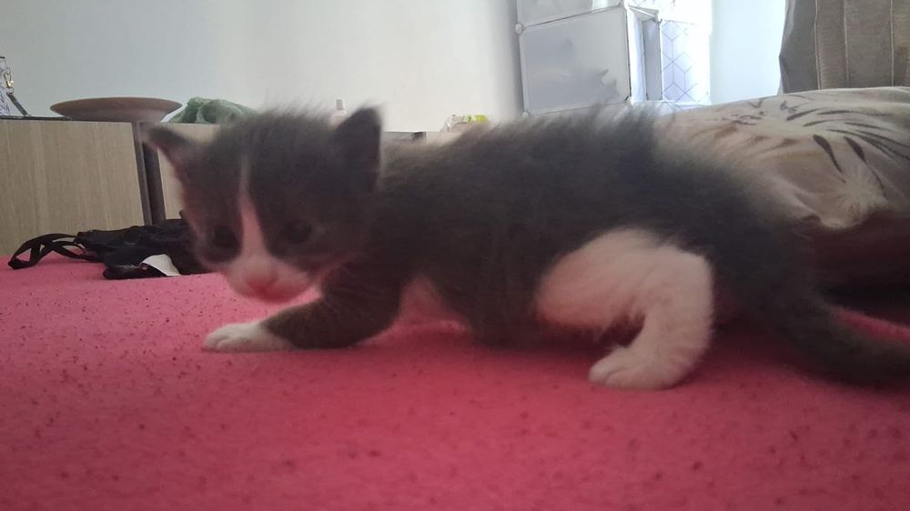 Dau spre adoptie pisica