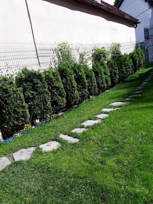 Fericirea la mp gazon tuia plante ptr gradina