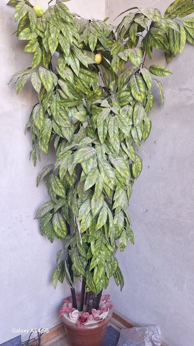 яхши гул сотилади