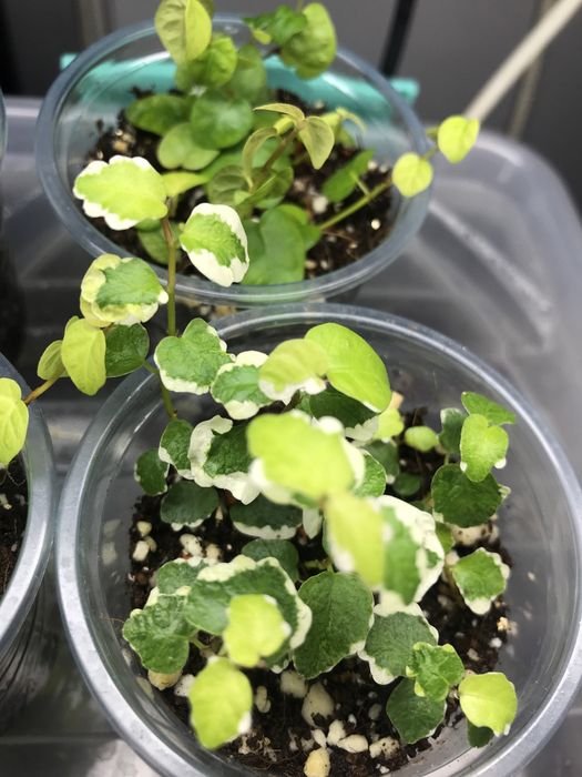 Продам 2 вида фикус Пумила!