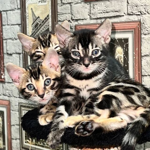 Великолепный кот приглашает кошечек навеску!