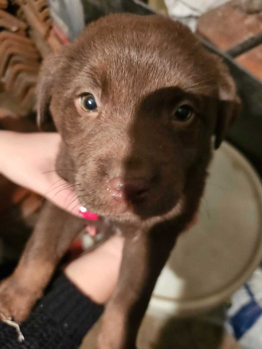 Лабрадорчета куче