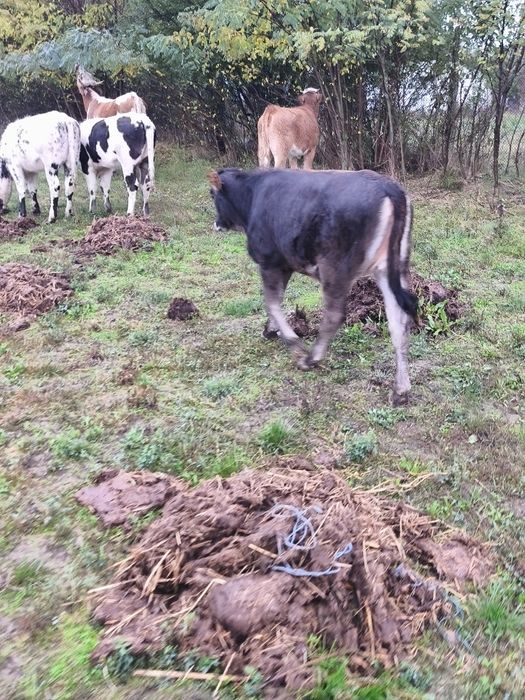 Vând doua vitele brune